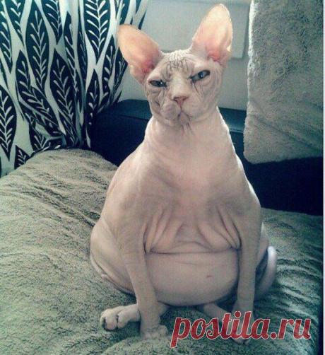 Написал своей 36-летней беременной супруге &quot;Как она себя чувствует?&quot;
В ответ получил это фото: