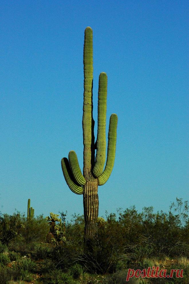 легенда о дереве