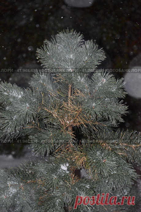 Close-up of frozen coniferous tree during dark cold snowy winter night. Стоковое фото, фотограф Ilaronsia / Фотобанк Лори