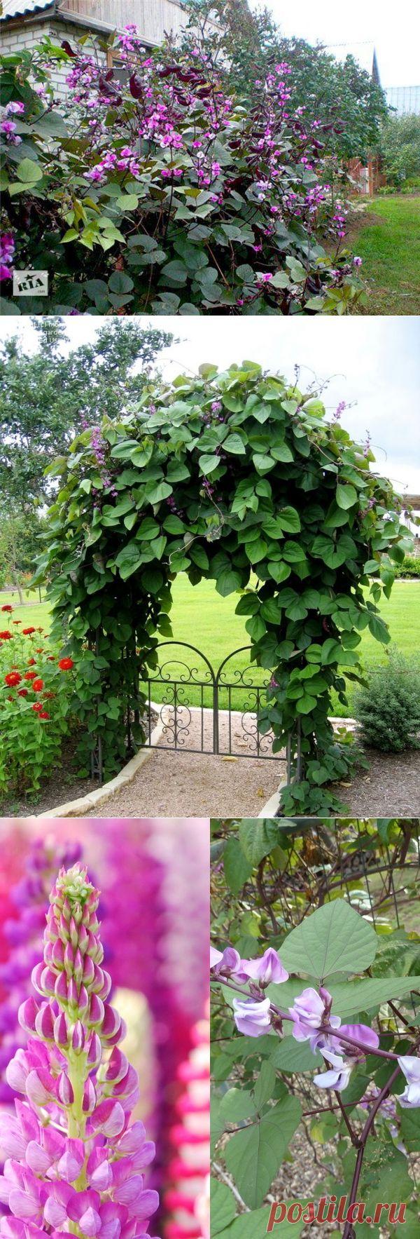 Вкусные гиацинтовые бобы с красивыми цветами