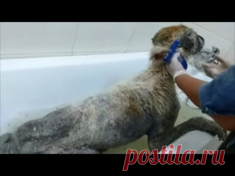 Спасение  истощенного и  гниющего заживо   алабая