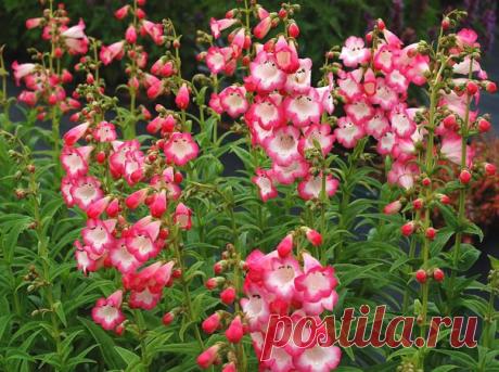 Пенстемон (Penstemon)