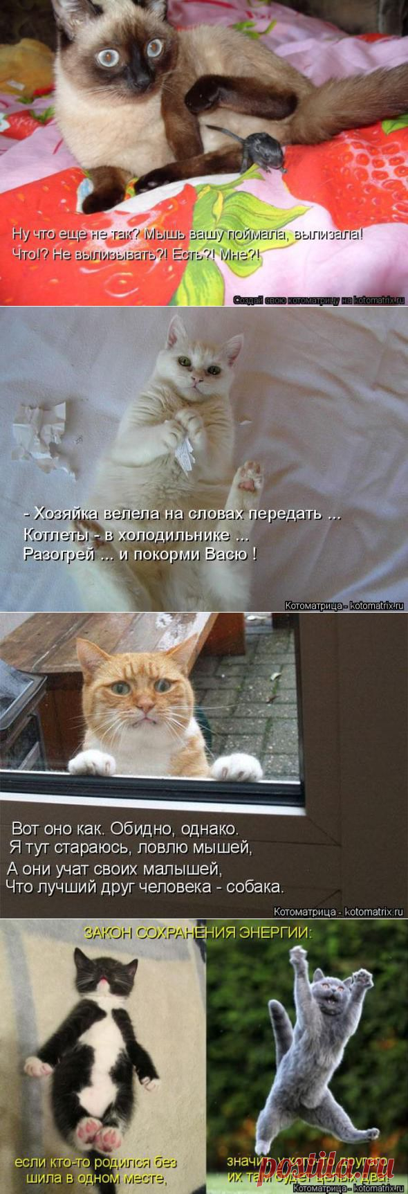 Слуховые  галлюцинации (котоматрица)
