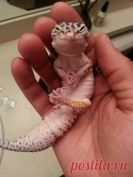 Самые эмоциональные животные