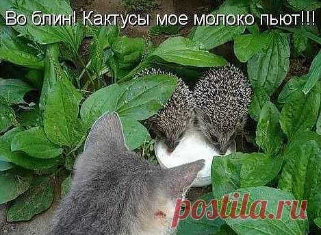 Мой Мир@Mail.Ru