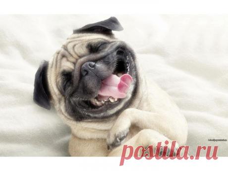 e377ec3e467f26f779d6af718bf29113--pug-life-funny-dogs.jpg (736×552)