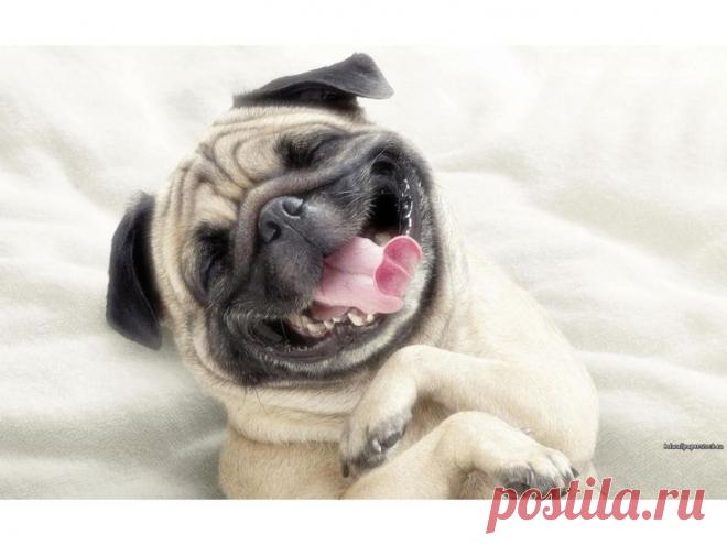 e377ec3e467f26f779d6af718bf29113--pug-life-funny-dogs.jpg (736×552)