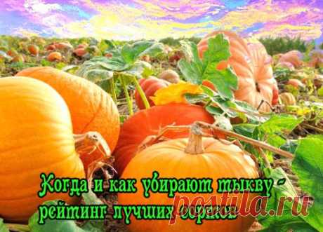 Как и когда убирают тыкву — лучшие виды и сорта тыквы