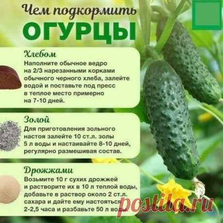 Πoдкopмки для oгуpцoв.
Сохраняй к себе!
© Женский журнал о здоровье и красоте™ подпишись, поделись с нами интересно.