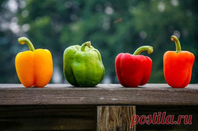 Рядом с чем лучше не сажать перец? | 6 соток