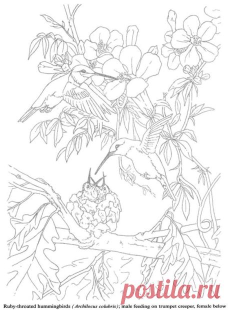 Coloring for adults - Kleuren voor volwassenen | Desenhos p/colorir _ animais / aves
