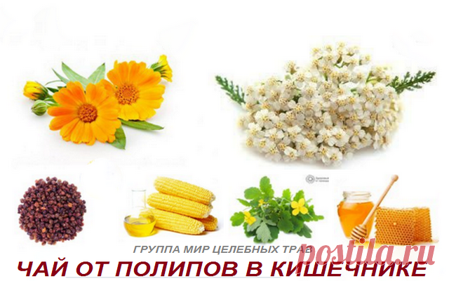 Чай от полипов в Кишечнике В лечении полипов кишечника можно использовать сбор трав, которые обладают необходимыми целительными свойствами. Для этого понадобятся чистотел, трава тысячелистника, цветки календулы. Чистотел и тысячелистник взять по одной части, цветки календулы две части. Две столовые ложки этого сбора заливают стаканом кипятка и настаивают до тёплого состояния. Затем настой процеживается и в него добавляется кукурузное масло. Из полученной жидкости делают ми...