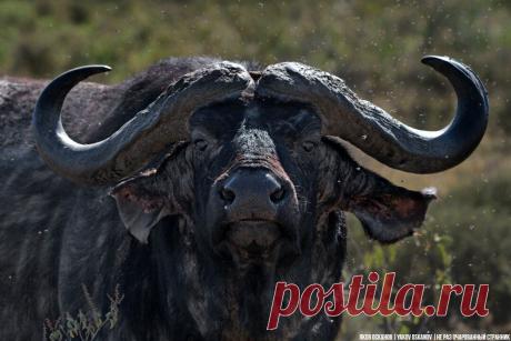 10 самых опасных для человека существ на Земле