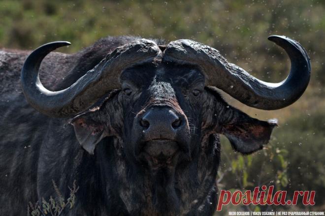 10 самых опасных для человека существ на Земле