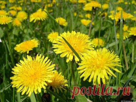 Сорняки в огороде - только на пользу | Дачный участок