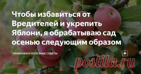 Чтобы избавиться от Вредителей и укрепить Яблони, я обрабатываю сад осенью следующим образом Яблоня – одно из основных садовых деревьев. Для того чтобы яблоневый сад был здоровым, сильным и хорошо плодоносил, необходимо уничтожать вредителей и лечить заболевания.