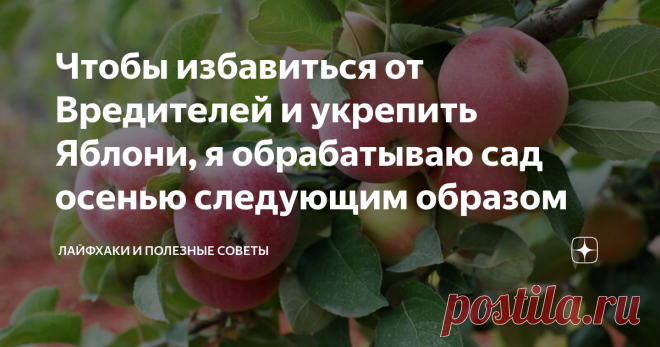 Чтобы избавиться от Вредителей и укрепить Яблони, я обрабатываю сад осенью следующим образом Яблоня – одно из основных садовых деревьев. Для того чтобы яблоневый сад был здоровым, сильным и хорошо плодоносил, необходимо уничтожать вредителей и лечить заболевания.