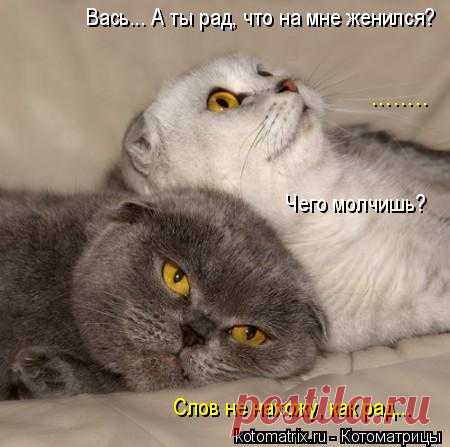 Котоматрица: Лучшие за прошлую неделю