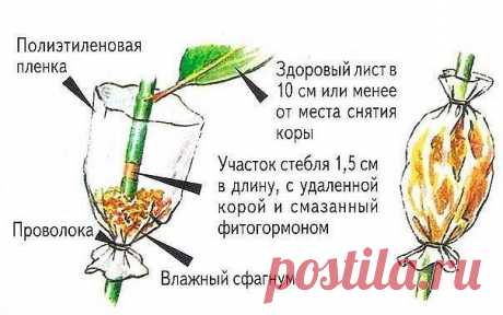 ПРЕДЛАГАЮ ПОЗНАКОМИТСЯ С ОДНИМ ИЗ СТАРЫХ СПОСОБОВ РАЗМНОЖЕНИЯ ДЕРЕВЬЕВ И КУСТАРНИКОВ