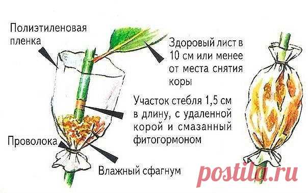 ПРЕДЛАГАЮ ПОЗНАКОМИТСЯ С ОДНИМ ИЗ СТАРЫХ СПОСОБОВ РАЗМНОЖЕНИЯ ДЕРЕВЬЕВ И КУСТАРНИКОВ