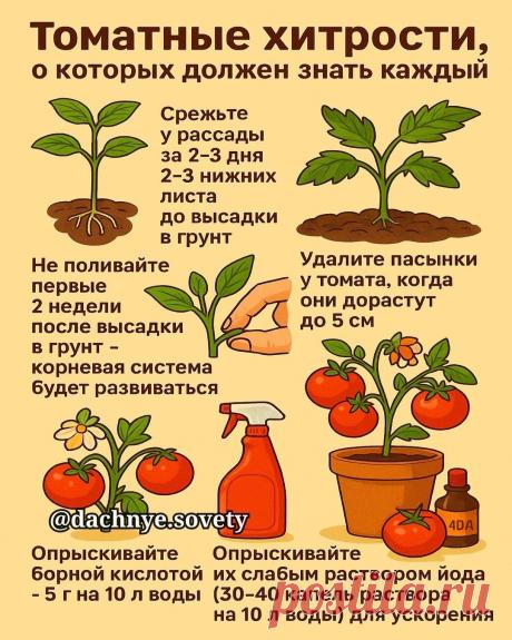 Томатные хитрости