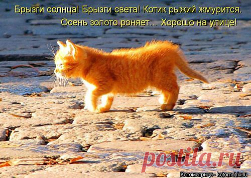 (+1) тема - Новые прикольные котоматрицы | Приколы про котов :)