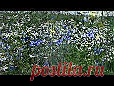 наталья слонова: музыка | Постила.ru