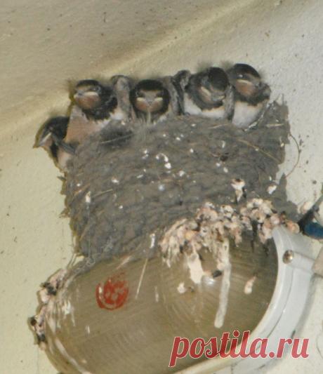 Эти птенцы ласточки живут у нас в подъезде...