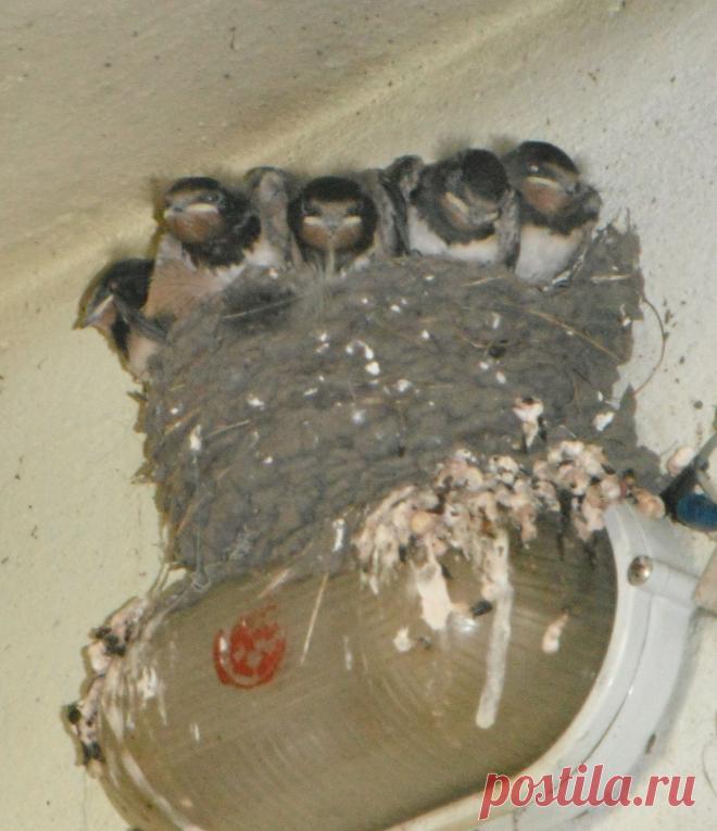 Эти птенцы ласточки живут у нас в подъезде...