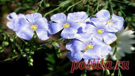 Лен. Лечим сбои в пищеварении и очищаем кровеносные сосуды