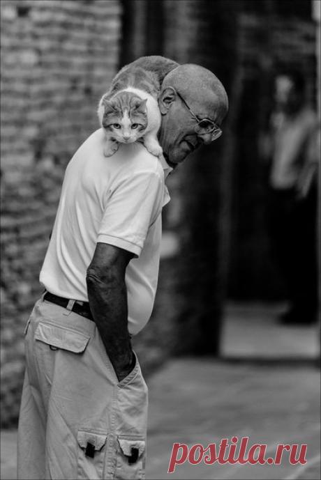 1 марта в России отмечают День кошки. Этих животных ценят испокон веков, а в 2015 году даже создали специальный «переводчик» с кошачьего языка.