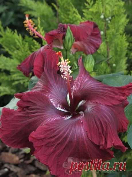 Hibiscus 'Black Dragon' гибискус