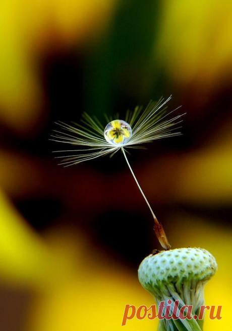 В одной капле...