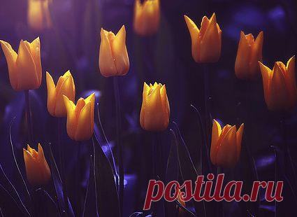 БРОНХИТ ВАЖНО ДОЛЕЧИВАТЬ (РЕЦЕПТЫ НАРОДНОЙ МЕДИЦИНЫ)