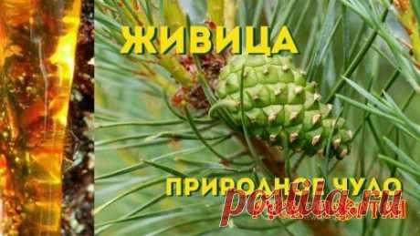 ЖИВИЦА - ПРИРОДНОЕ ЧУДО
Смола сибирского кедра получила в народе название живица. Живица кедра обладает невероятной способностью заживлять раны. 
При смешении кедровой живицы и кедрового масла получается терпентиновый бальзам с различной концентрацией живицы, предназначенного для лечения соответствующих болезней. Терпентиновый бальзам способствует восстановлению структуры и функций клеток печени и поджелудочной железы. Позволяет выводить из организма соли тяжёлых металлов. Очень полезен детям д