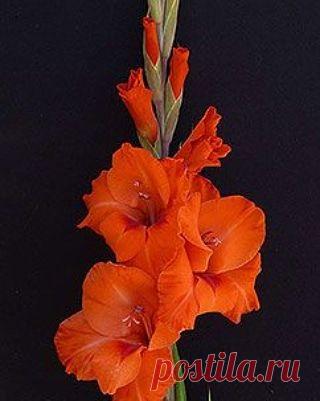 Пин на доске яГЛАДИОЛУСЫ