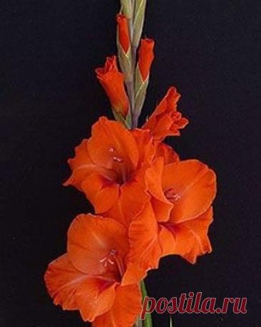 Пин на доске яГЛАДИОЛУСЫ