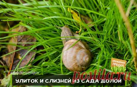УЛИТОК И СЛИЗНЕЙ ИЗ САДА ДОЛОЙ

Из-за частых дождей на участке появляются слизни и улитки. Они встречались повсюду – на плодах, ягодах, овощах, декоративных культурах. Как избавить от них садовый участок?

Слизни – серьезные вредители, бороться с ними непросто. Эти моллюски ведут ночной образ жизни, а днем прячутся под растительными остатками на земле, в тени растений, под листьями, в трещинах коры.

 
Отрождаются слизни в конце мая из перезимовавших в почве яиц. Молодые о...