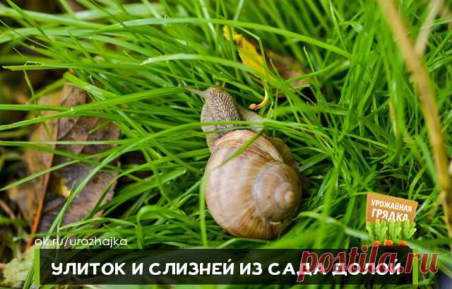 УЛИТОК И СЛИЗНЕЙ ИЗ САДА ДОЛОЙ

Из-за частых дождей на участке появляются слизни и улитки. Они встречались повсюду – на плодах, ягодах, овощах, декоративных культурах. Как избавить от них садовый участок?

Слизни – серьезные вредители, бороться с ними непросто. Эти моллюски ведут ночной образ жизни, а днем прячутся под растительными остатками на земле, в тени растений, под листьями, в трещинах коры.

 
Отрождаются слизни в конце мая из перезимовавших в почве яиц. Молодые о...