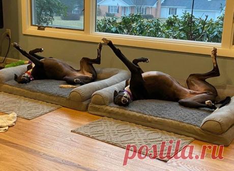 18 фотографий милых и дурашливых собак, у которых явно сбились какие-то настройки, но от этого только смешнее