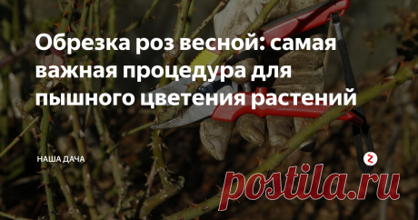 Обрезка роз весной: самая важная процедура для пышного цветения растений Процедура обрезки роз - самый, пожалуй, важный этап в выращивании этих чудесных капризных красавиц. Правильная обрезка не только обеспечивает красивый внешний вид растений, но и дарит вам непрерывное цветение на протяжении всего сезона, а также успешно борется со всякими-разными болячками и вредителями.