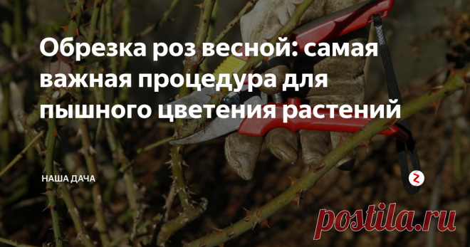 Обрезка роз весной: самая важная процедура для пышного цветения растений Процедура обрезки роз - самый, пожалуй, важный этап в выращивании этих чудесных капризных красавиц. Правильная обрезка не только обеспечивает красивый внешний вид растений, но и дарит вам непрерывное цветение на протяжении всего сезона, а также успешно борется со всякими-разными болячками и вредителями.
