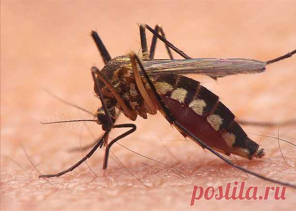 КОМАР НЕ ПРОСТО КОМАР... ОН НАШ ЛЕКАРЬ | Это интересно!