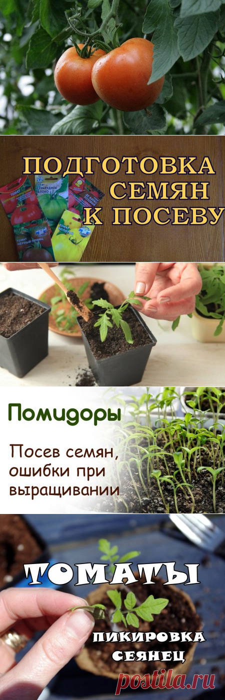 Помидоры: рассада, выращивание, когда сеять