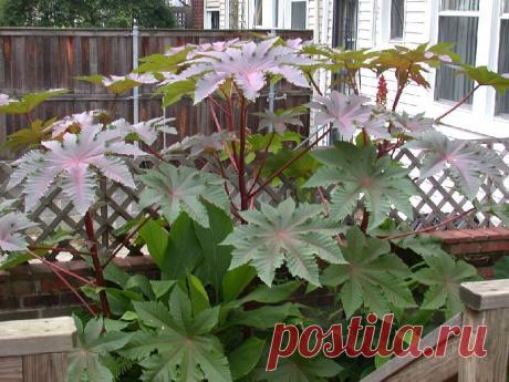 Клещевина - “пальма”, которая быстро растет и практически не требует ухода | Самоцветик