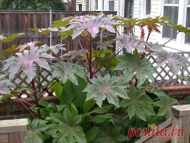 Клещевина - “пальма”, которая быстро растет и практически не требует ухода | Самоцветик