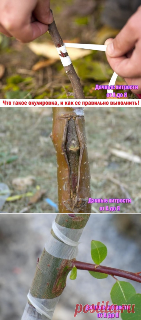 окулировка