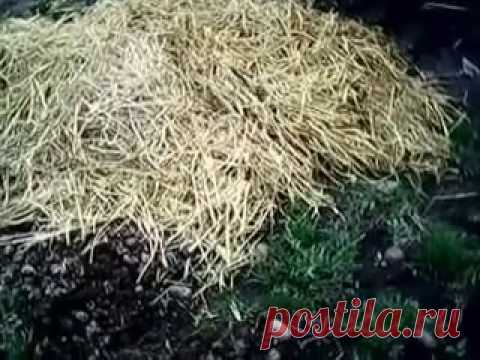 Лень - двигатель прогресса. Выращиваем картофель по-новому, лопата не нужна!!!