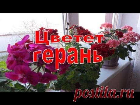 Цветет герань! Что надо для обильного цветения?