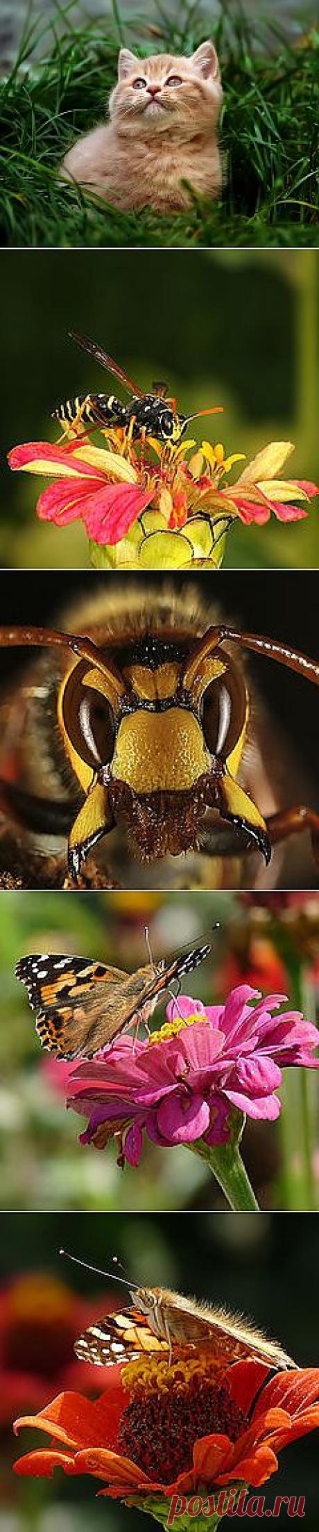 Фото Мне бы в небо - фотограф Гарик Соколов - портрет, природа - ФотоФорум.ру